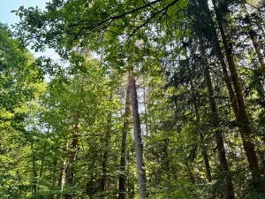 Prodej podílu lesa, Rapšach, 693 m2