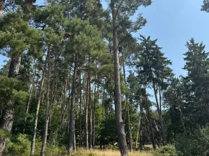 Prodej podílu lesa, Volenice, 3827 m2