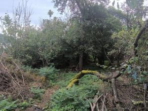 Prodej zahrady, Obrnice, Mírová, 766 m2