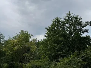 Prodej lesa, Temelín, 6256 m2