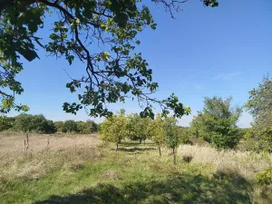 Prodej zahrady, Velké Pavlovice, 449 m2