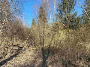 Prodej pozemku, Čachrov - Javorná, 12768 m2