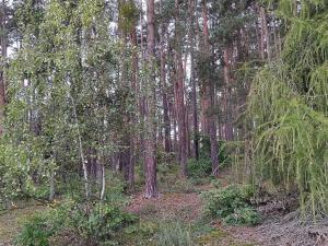 Prodej lesa, Nečín, 44533 m2