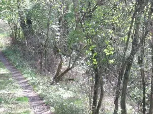 Dražba pozemku, Želízy, 3979 m2