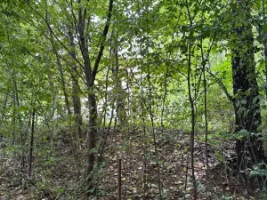 Prodej lesa, Krňany, 11304 m2