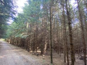 Prodej lesa, Lánov - Horní Lánov, 12297 m2