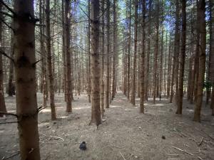 Prodej lesa, Lánov - Horní Lánov, 12297 m2