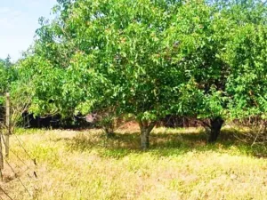 Prodej rodinného domu, Mogilishte, Bulharsko, 170 m2