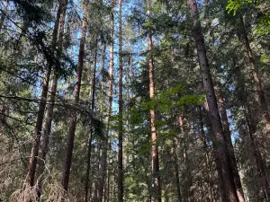 Prodej lesa, Mladošovice, 12064 m2