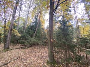 Prodej lesa, Srbice - Těšovice, 2923 m2