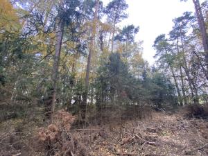 Prodej lesa, Srbice - Těšovice, 2923 m2