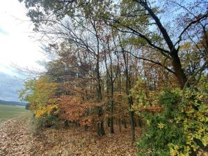 Prodej lesa, Srbice - Těšovice, 1109 m2