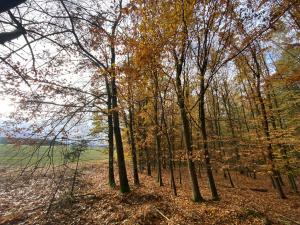 Prodej lesa, Srbice - Těšovice, 1109 m2