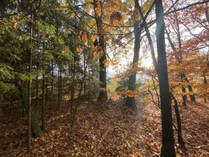 Prodej lesa, Srbice - Těšovice, 1109 m2