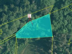 Dražba lesa, Pačejov, 999 m2