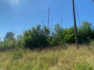 Dražba lesa, Kožichovice, 2269 m2