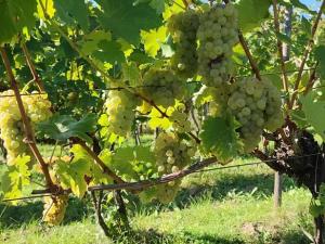 Prodej sadu/vinice, Blučina, 2677 m2