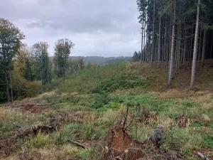 Prodej podílu lesa, Libňatov, 84826 m2