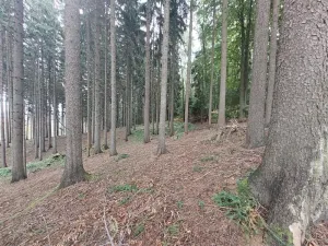Prodej podílu lesa, Libňatov, 84826 m2
