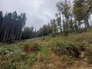 Prodej podílu lesa, Libňatov, 84826 m2