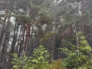 Prodej lesa, Zábrdí, 9676 m2