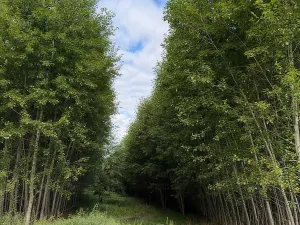 Prodej pole, Česká Kamenice, 108179 m2