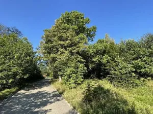 Dražba louky, Vsetín, 3055 m2