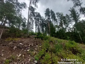 Prodej lesa, Pelhřimov, 11380 m2