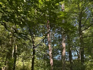 Prodej lesa, Ostrava, 4400 m2