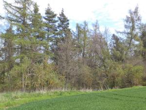 Prodej pozemku, Dešná - Dančovice, 4036 m2