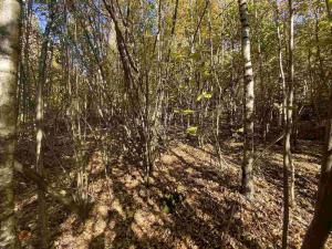 Prodej pole, Železný Brod, 12622 m2