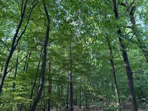 Prodej lesa, Háj ve Slezsku, 4689 m2