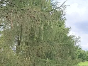 Prodej zahrady, Doubravčice, 7161 m2