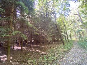 Prodej lesa, Lánov - Horní Lánov, 11269 m2