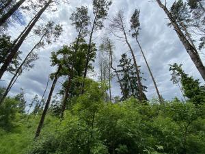 Prodej lesa, Blížejov - Lštění, 4481 m2