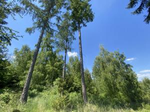 Prodej lesa, Kropáčova Vrutice - Sušno, 15167 m2