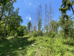 Prodej lesa, Kropáčova Vrutice - Sušno, 15167 m2