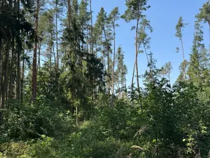 Prodej lesa, Bolehošť, 3558 m2