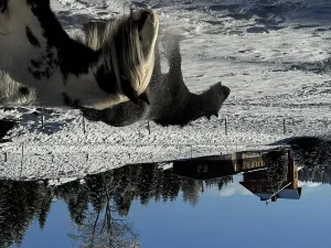 Prodej apartmánu, Nové Hamry, 1148 m2