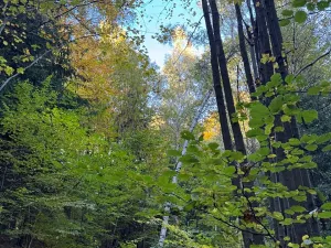 Prodej lesa, Ruda nad Moravou, 21892 m2