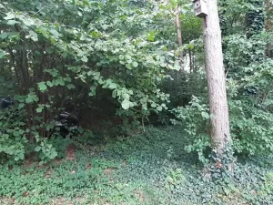 Prodej lesa, Mostkovice, 576 m2