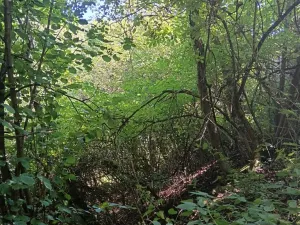 Prodej pozemku pro bydlení, Bojkovice, 819 m2