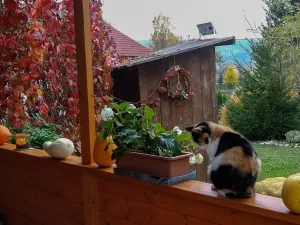 Prodej chaty, Lukavec u Hořic, 43 m2