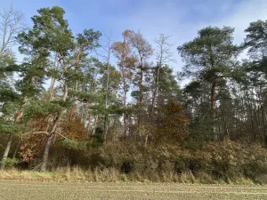 Prodej lesa, Chářovice, 617 m2