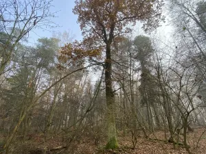 Prodej lesa, Chářovice, 617 m2