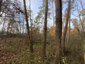 Prodej lesa, Chářovice, 617 m2
