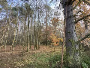 Prodej lesa, Chářovice, 4568 m2