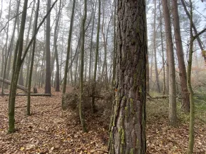 Prodej lesa, Chářovice, 4568 m2