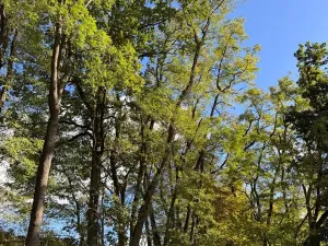 Prodej lesa, Chorušice, 2884 m2