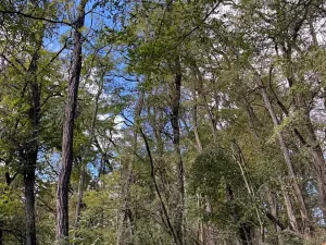 Prodej lesa, Chorušice, 2884 m2